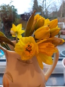 10th Mar 2021 - 10th March - 4 years of Daffodils.