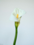 10th Mar 2021 - Calla lily