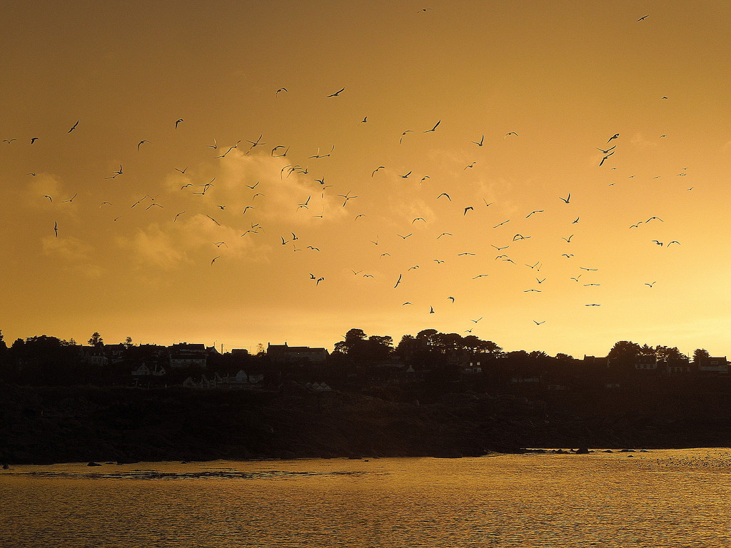 Yellow sunset with birds by etienne