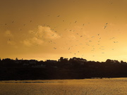10th Mar 2021 - Yellow sunset with birds