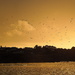 Yellow sunset with birds by etienne