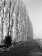 7th Mar 2021 - Foggy Trees Black & White