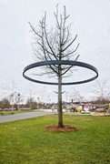 10th Mar 2021 - Tree Rings