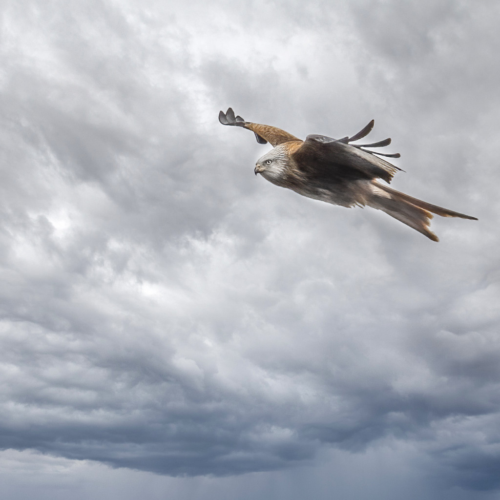  red kite in flight by shepherdmanswife