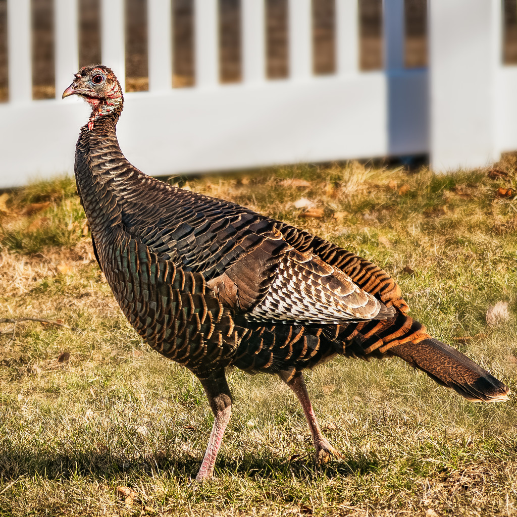 turkey in the yard by jernst1779