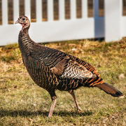 10th Mar 2021 - turkey in the yard