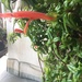 Goldfish still on the plant! by kchuk