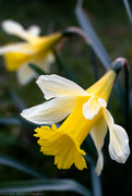 9th Mar 2021 - The Wild Daffodil