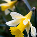 The Wild Daffodil by jqf