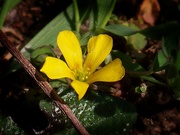11th Mar 2021 - My 5th wildflower find of spring...