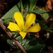 My 5th wildflower find of spring... by marlboromaam