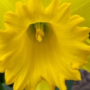 10th Mar 2021 - Yellow Daffodil
