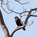 Black Crow by brotherone