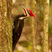 Mr Pileated Woodpecker! by rickster549