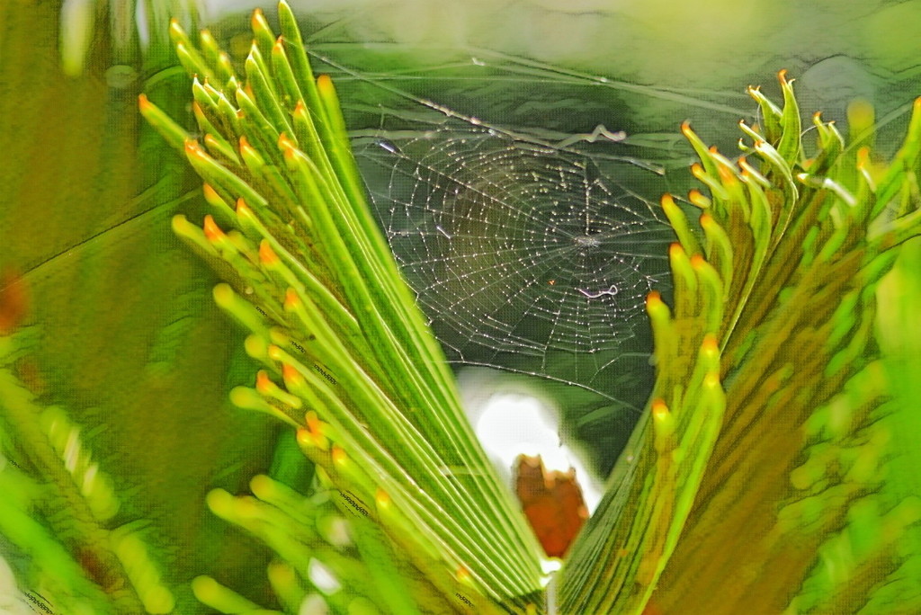 Web in green by elza
