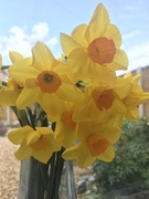 11th Mar 2021 - Spring flowers