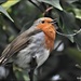 He sang me a little song before I gave him the suet pellets by rosiekind
