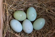 11th Mar 2021 - LHG-6627- Green eggs