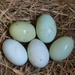 LHG-6627- Green eggs by rontu