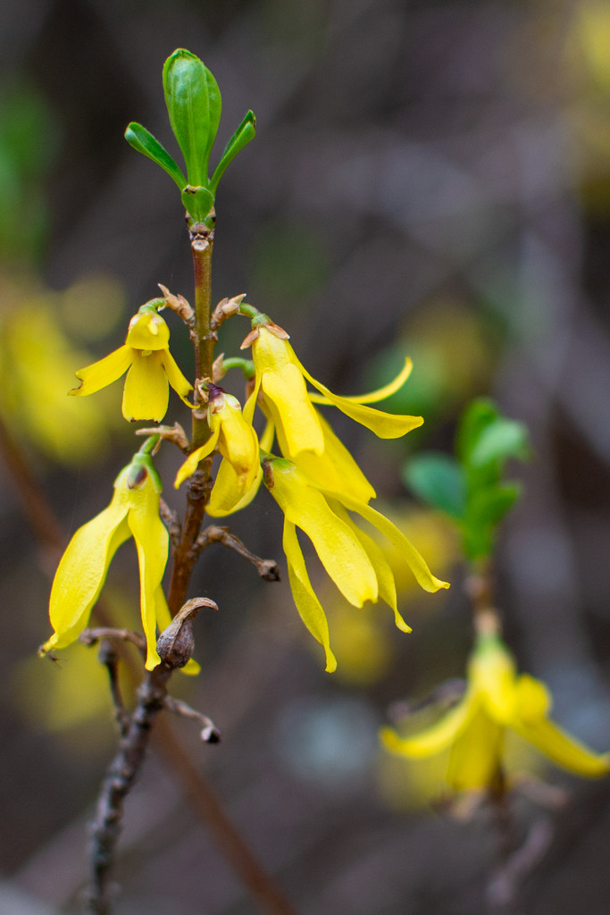 Yellow Bells... by thewatersphotos