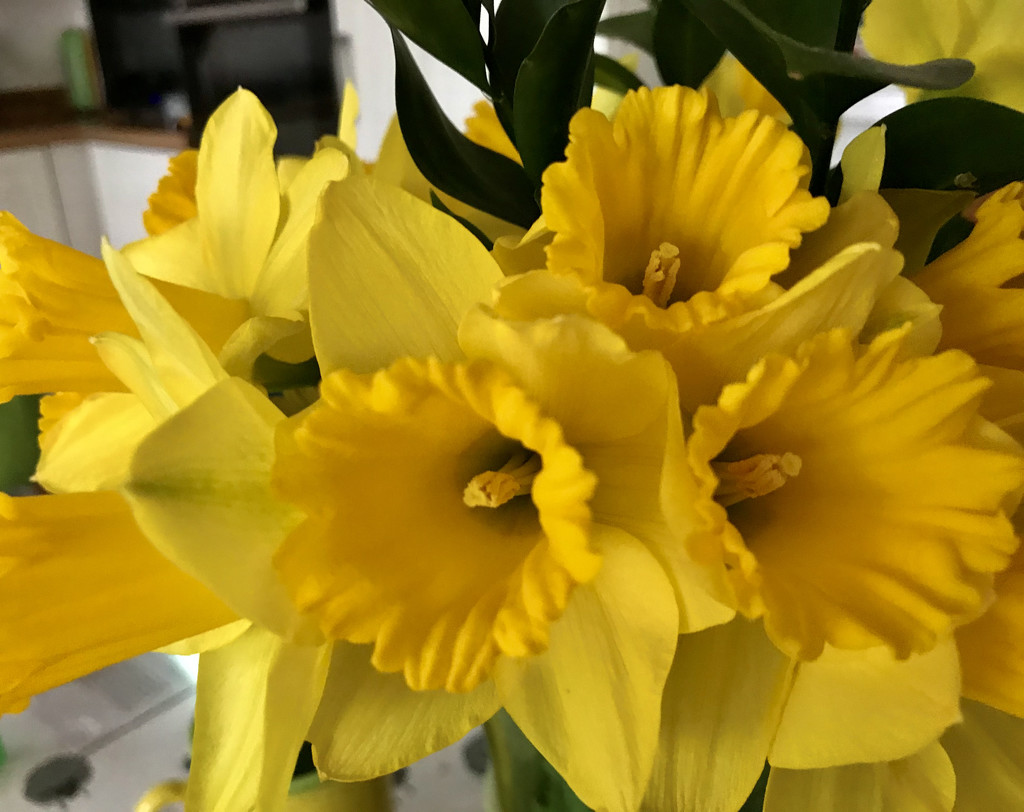Daffodil Overload by daffodill