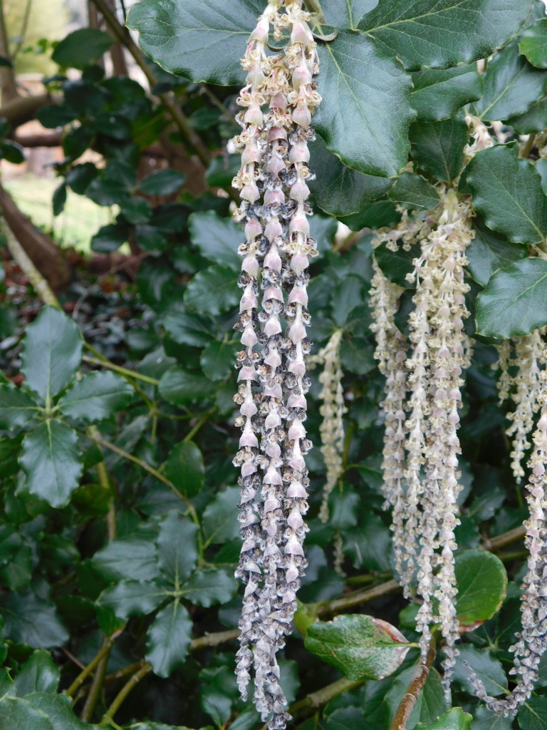 Extra long Catkins!! by 365anne