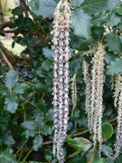 11th Mar 2021 - Extra long Catkins!!