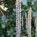 Extra long Catkins!! by 365anne