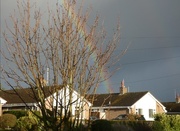11th Mar 2021 - After The Rain 