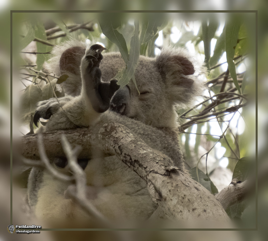aaah put yer feet up by koalagardens