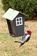 11th Mar 2021 - Small feeder, big bird