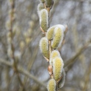 11th Mar 2021 - Willow Catkins