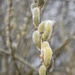 Willow Catkins by helenhall