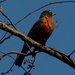 American robin  by rminer