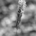 Sweet vernal grass... by marlboromaam