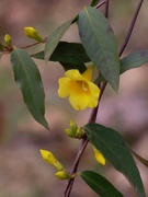 12th Mar 2021 - The first bloom on my patch...