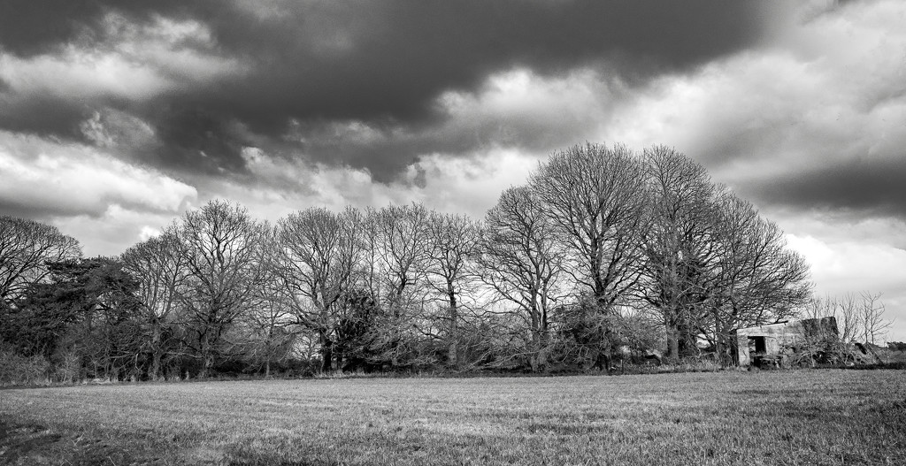 Tree Line by vignouse