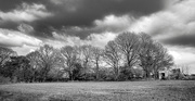 10th Mar 2021 - Tree Line