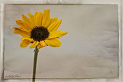 28th Feb 2021 - Sunflower