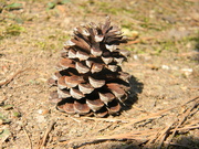 11th Mar 2021 - Pinecone Standing Up