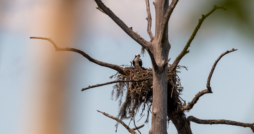 Osprey on the Nest! by rickster549