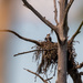 Osprey on the Nest! by rickster549