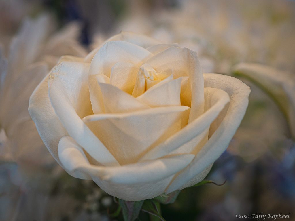 A Pretty Rose by taffy