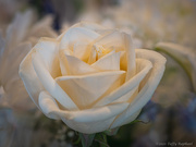2nd Mar 2021 - A Pretty Rose