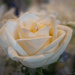 A Pretty Rose by taffy