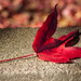 Autumn Red by brigette