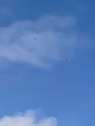 12th Mar 2021 - Blue sky and buzzards