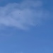 Blue sky and buzzards by tinley23