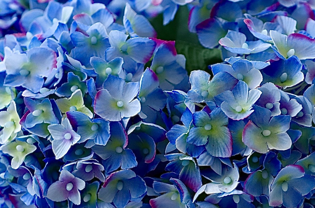 Hydrangea Blue by carole_sandford