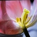 Tulip again by joansmor
